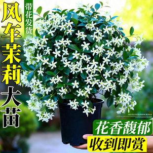 风车茉莉花爬藤植物四季盆栽开花大苗老桩粉色藤蔓常青庭院带花苞