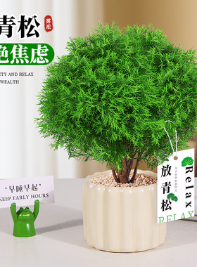 放青松绿植雾松室内小盆栽雾凇办公室桌面放轻松植物摆件四季好养