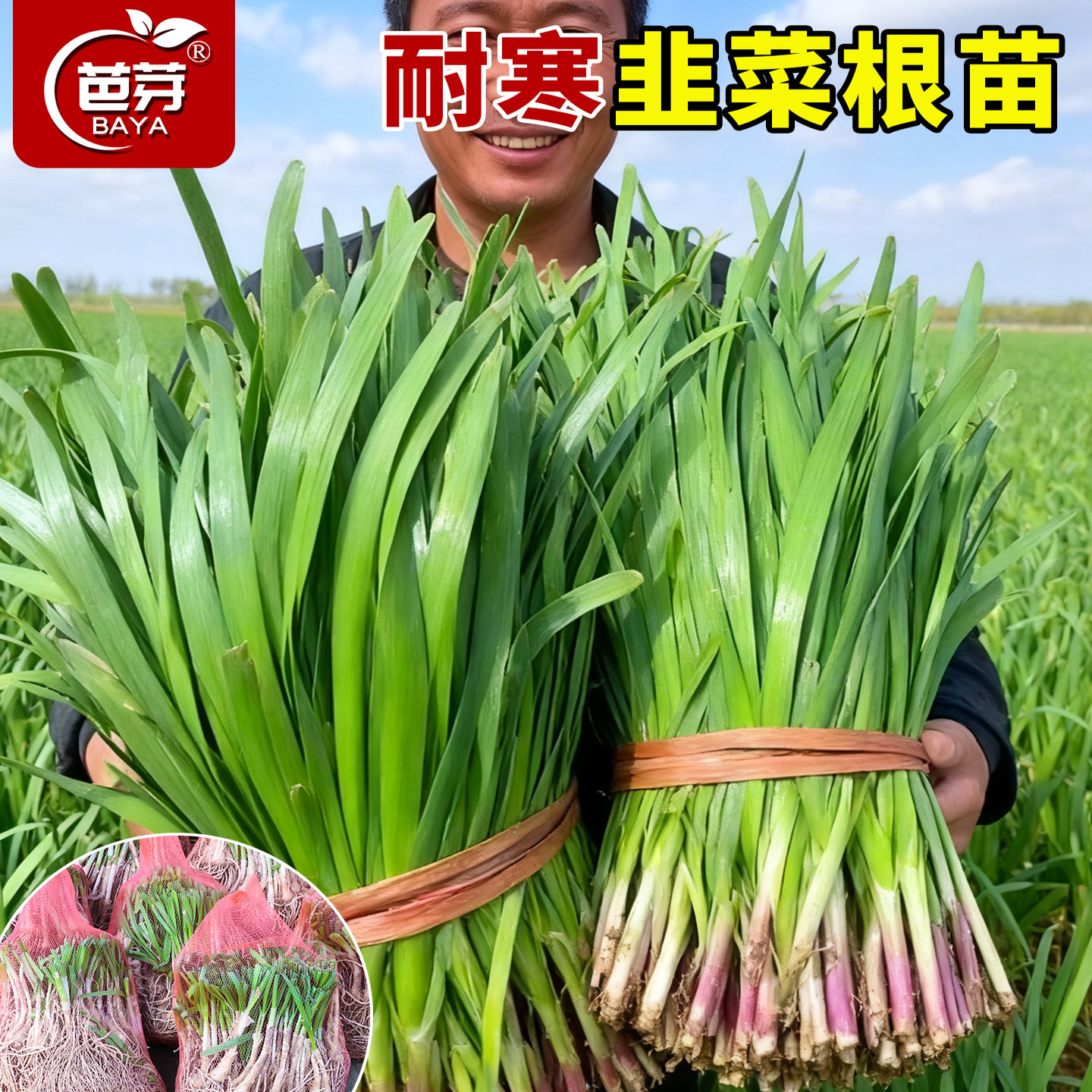 红根本地土宽叶紫根韭菜种子阳台