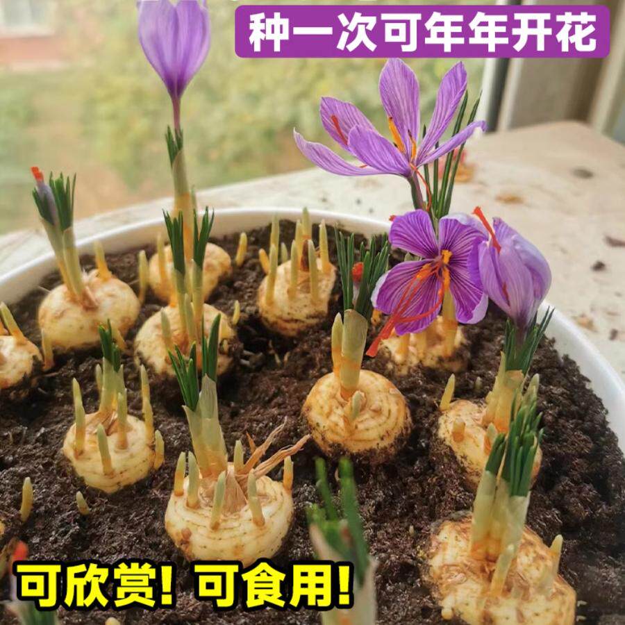 药用藏红花种球盆栽耐寒耐冻花卉番红花种子苗室内室外药材种植苗