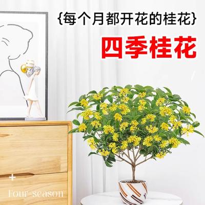 桂花树苗四季桂盆栽可食用开花不断室内阳台庭院浓香型花卉植物