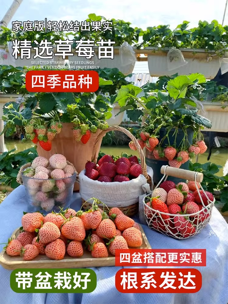 奶油草莓苗盆栽带盆带土种籽子可食用红颜四季结果阳台种植新苗秧
