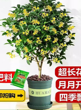 【满屋桂花香】四季桂花树室内绿植好养懒人花卉盆栽当年开花