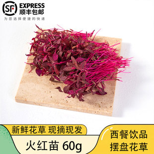 新鲜蔬菜火红苗 安曼红斯卡纳苗食用 芽苗菜酒店西餐摆盘装饰点缀