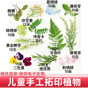 植物敲拓染新鲜花草儿童手工拓印DIY书签方巾帆布袋材料花卉树叶