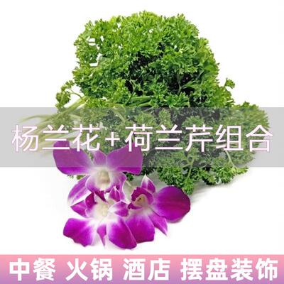 新鲜可食用荷兰芹杨兰花中餐厅宴席饭店摆盘火锅日料冷菜装饰花草