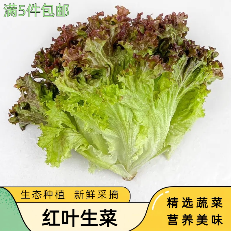 新鲜红叶生菜蔬菜洗即食凉拌沙拉轻食西餐色拉食材紫叶生菜罗莎红