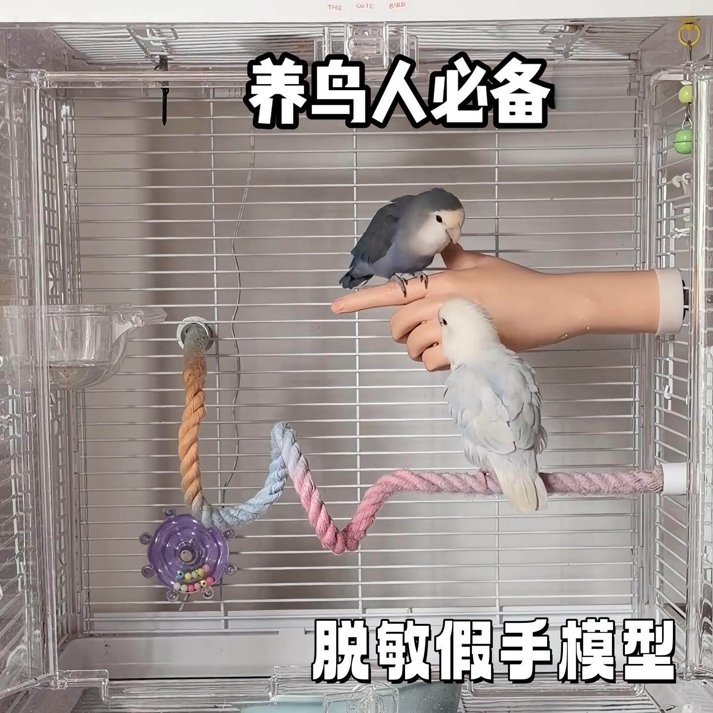 假手模型鹦鹉幼崽脱敏互动驯养工