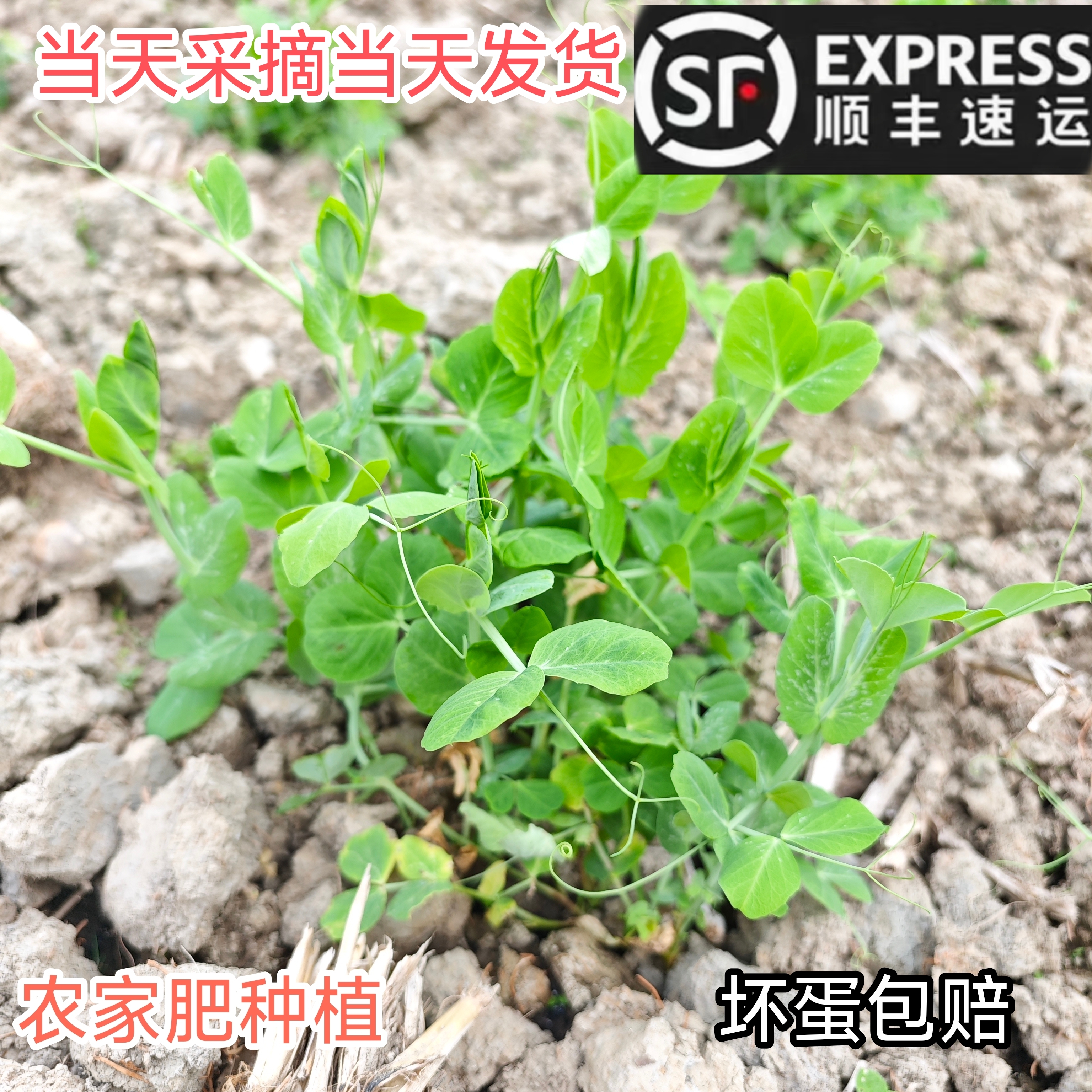 贵州农家自种豌豆尖新鲜现摘现发豌豆尖豌豆苗龙须菜蔬菜