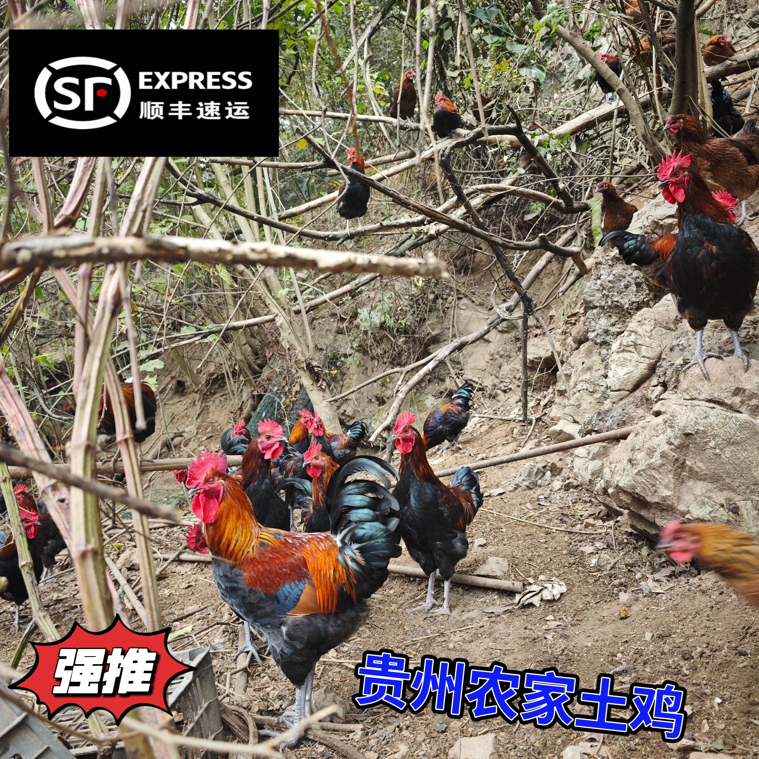 贵州农家散养土鸡黑脚土鸡