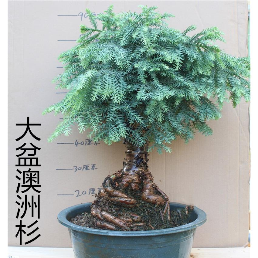 名贵澳洲杉盆景树桩室内客厅四季常青独特造型大盆澳洲松盆栽植物