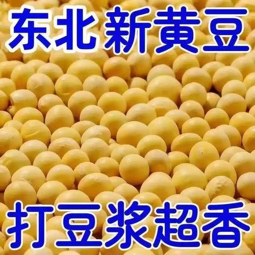 皮薄渣少  发芽率高   豆浆专用