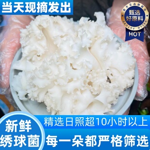 绣球菌干货官方旗舰店孕妇可吃口感脆爽凉拌煲汤火锅新鲜食用菌菇