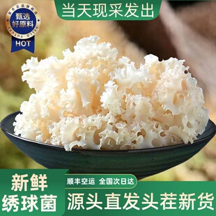 绣球菌干货官方旗舰店孕妇可吃口感脆爽凉拌煲汤火锅新鲜食用菌菇