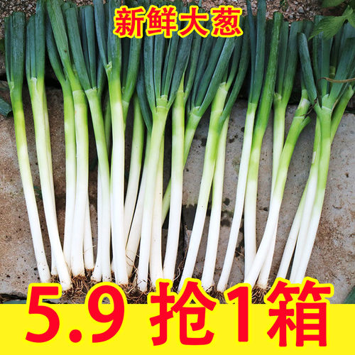 山东大葱新鲜甜葱特级9铁杆大葱非章丘长白毛葱蘸酱嫩葱包邮