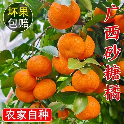 现摘正宗金秋砂糖桔砂糖橘子正宗沙糖桔批发薄皮蜜桔新鲜水果应季