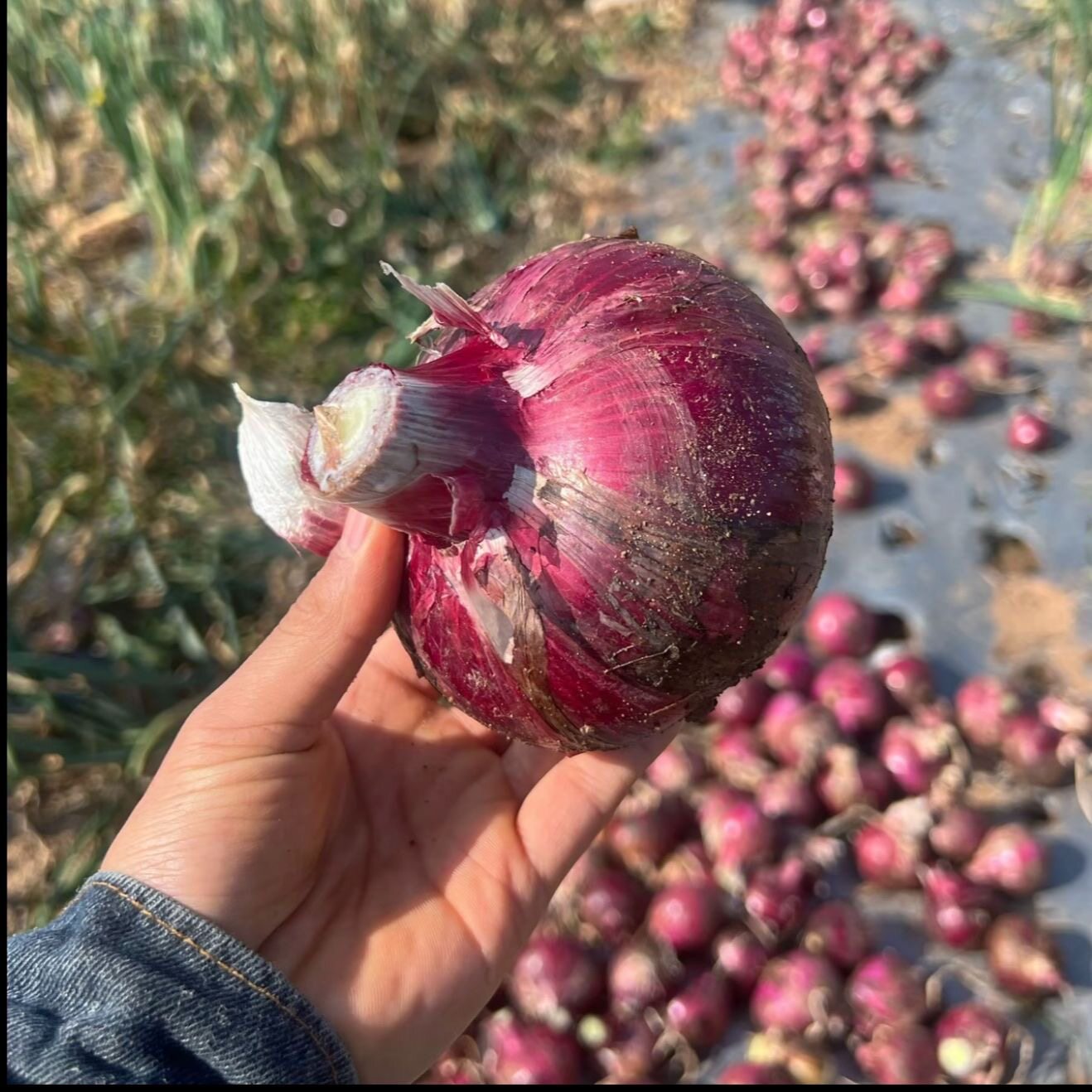 现挖云南紫皮洋葱5斤新鲜大洋葱小洋葱甜味蔬菜红皮大圆葱头