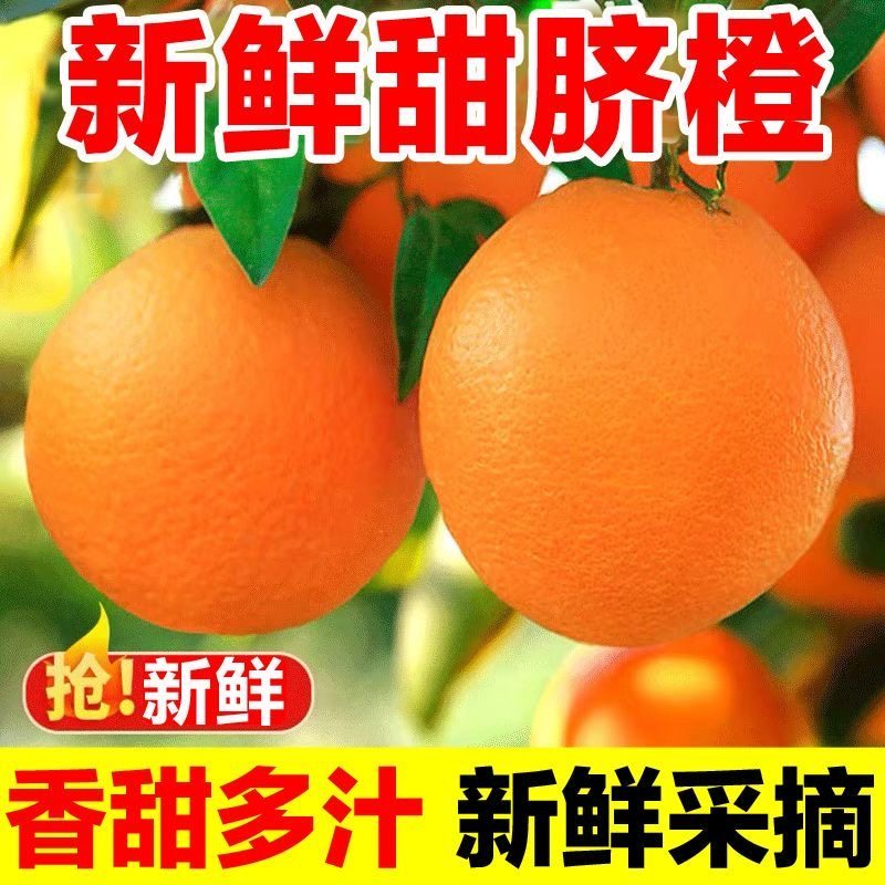 现摘正宗高山脐橙赣州产地直发9斤装大果当季新鲜水果橙子非赣南