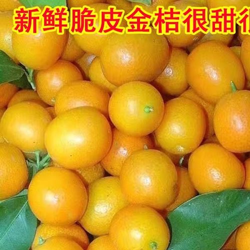 广西脆皮金桔小金桔5斤新鲜纯甜水果当季橘子柑桔纯甜桂林整箱10