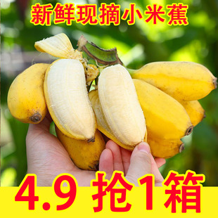 现摘广西小米蕉当季新鲜水果9斤整箱自然熟banana苹果蕉香蕉粉蕉