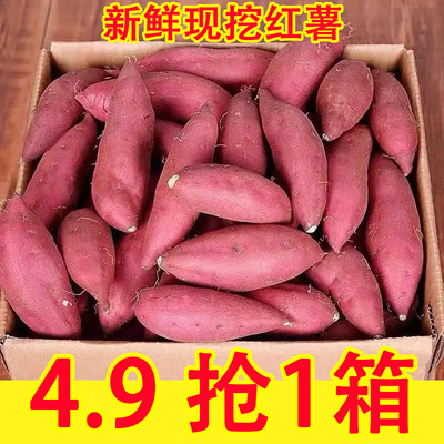 新鲜沙地蜜薯红薯农家现挖板栗薯地瓜软糯香甜番薯超甜山芋9斤
