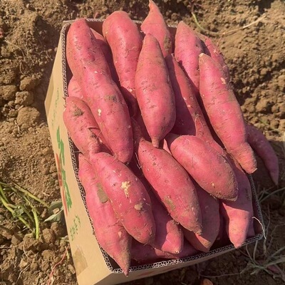 板栗红薯蜜薯9斤很甜新鲜地瓜沙地番薯粉糯包邮香薯自种山芋