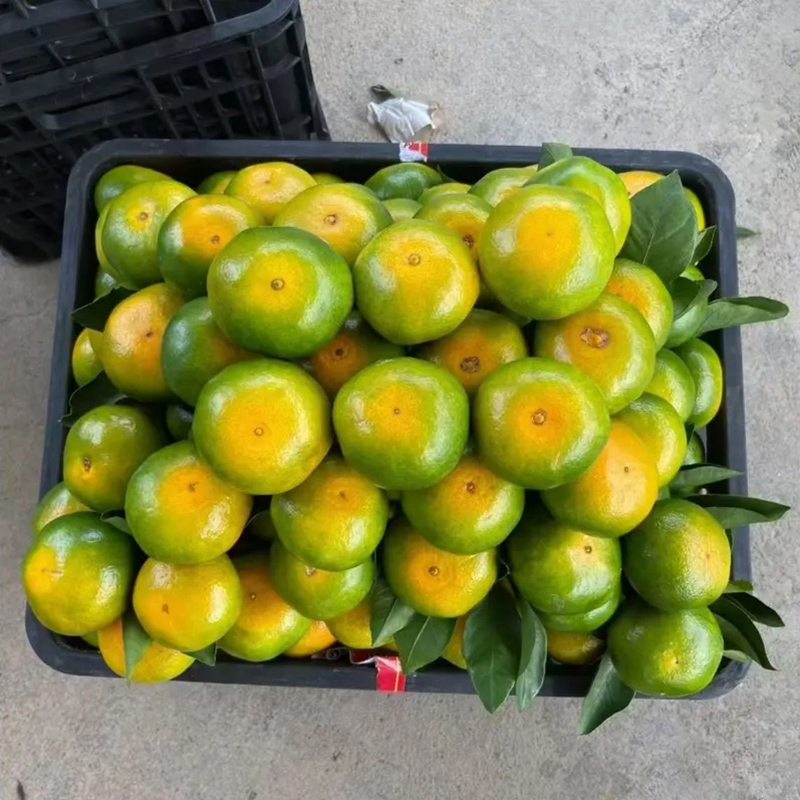 2025新鲜现摘青皮橘子9斤酸甜薄皮蜜桔无桔子孕妇水果包邮籽