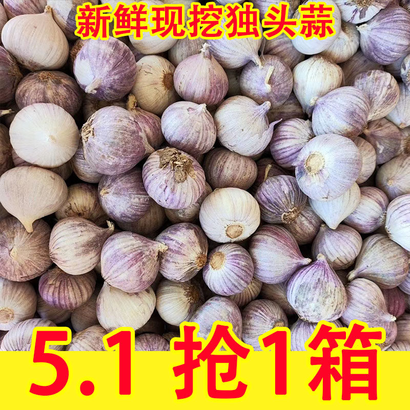 正宗紫皮独头蒜新鲜红皮大蒜头独蒜头现挖湿蒜农家新鲜湿蒜