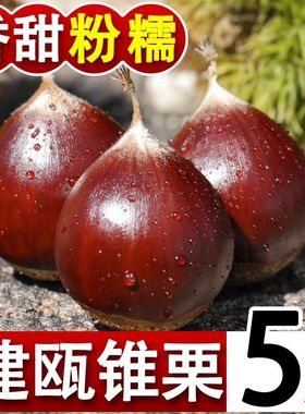 现摘新鲜建瓯锥栗福建野生栗子高山油锥小毛栗粉糯甜尖板栗圆栗子