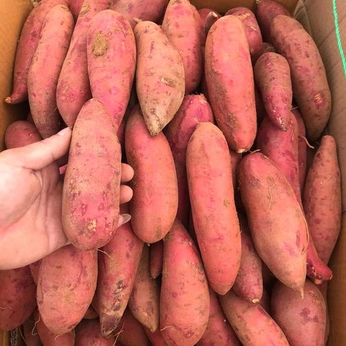 新鲜红薯新鲜地瓜番薯蜜薯糖心9斤农家自种沙地烟薯香薯山芋