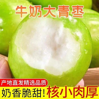 福建牛奶大青枣新鲜现摘现发贵妃冬枣苹应季脆甜整箱包邮