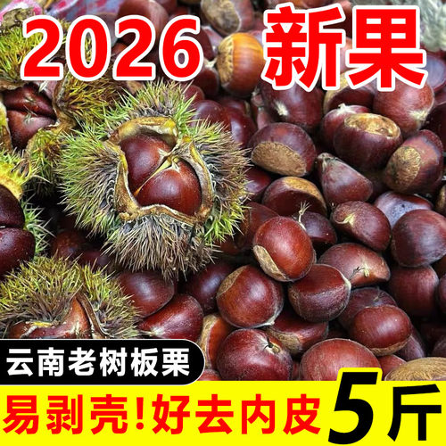 板栗2026新货云南新鲜生迁西小板栗子农家自种高山正宗油板栗现货