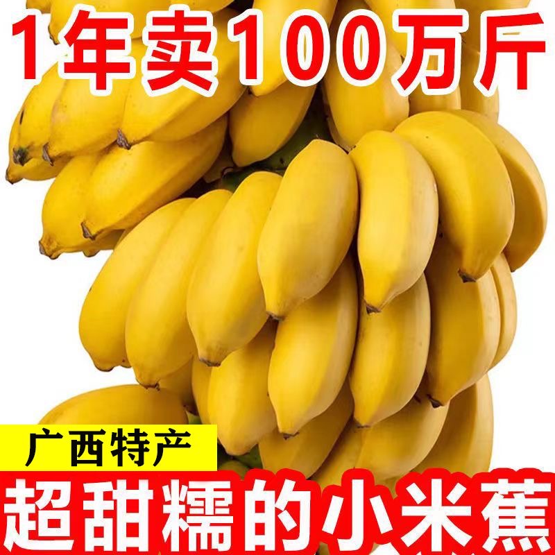 正宗广西小米蕉香蕉9斤新鲜水果整箱当季鲜苹果蕉自然熟粉蕉包邮