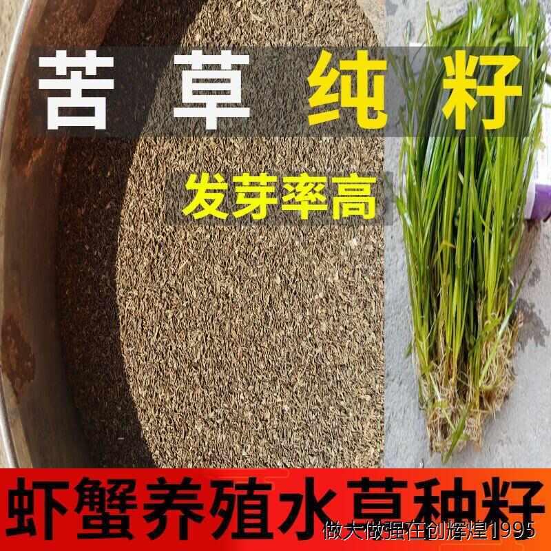 。苦草长叶鸭舌头草种水草种籽扁担草小龙虾蟹养殖净化淡水鱼池种