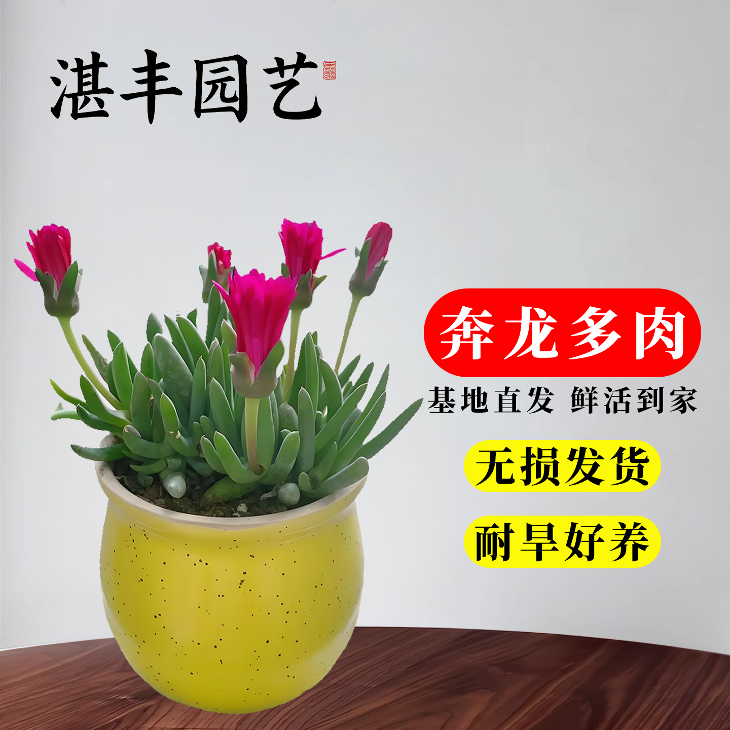 奔龙多肉植物小盆栽组合照波番杏科阳台办公室内桌面花卉开花花苞