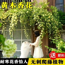 黄木香花苗爬藤植物花卉重瓣白木香树苗蔷薇庭院大苗盆栽