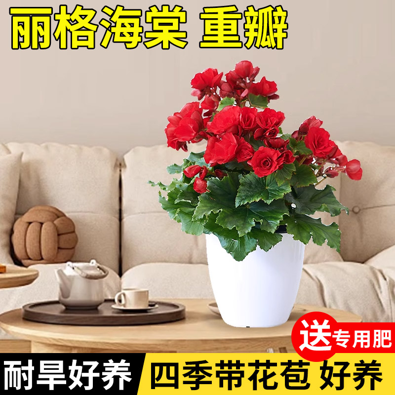 丽格海棠勤花30天养死包赔