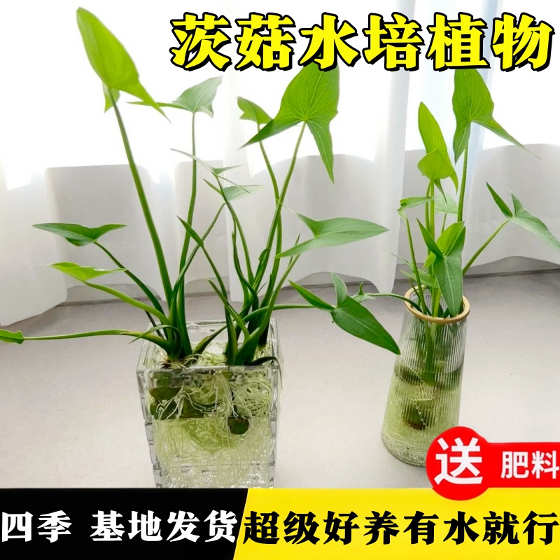 水培植物慈姑种苗净化种球
