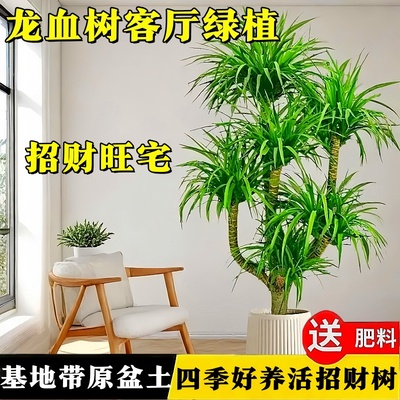 龙血树客厅绿植盆栽旺宅适合室内
