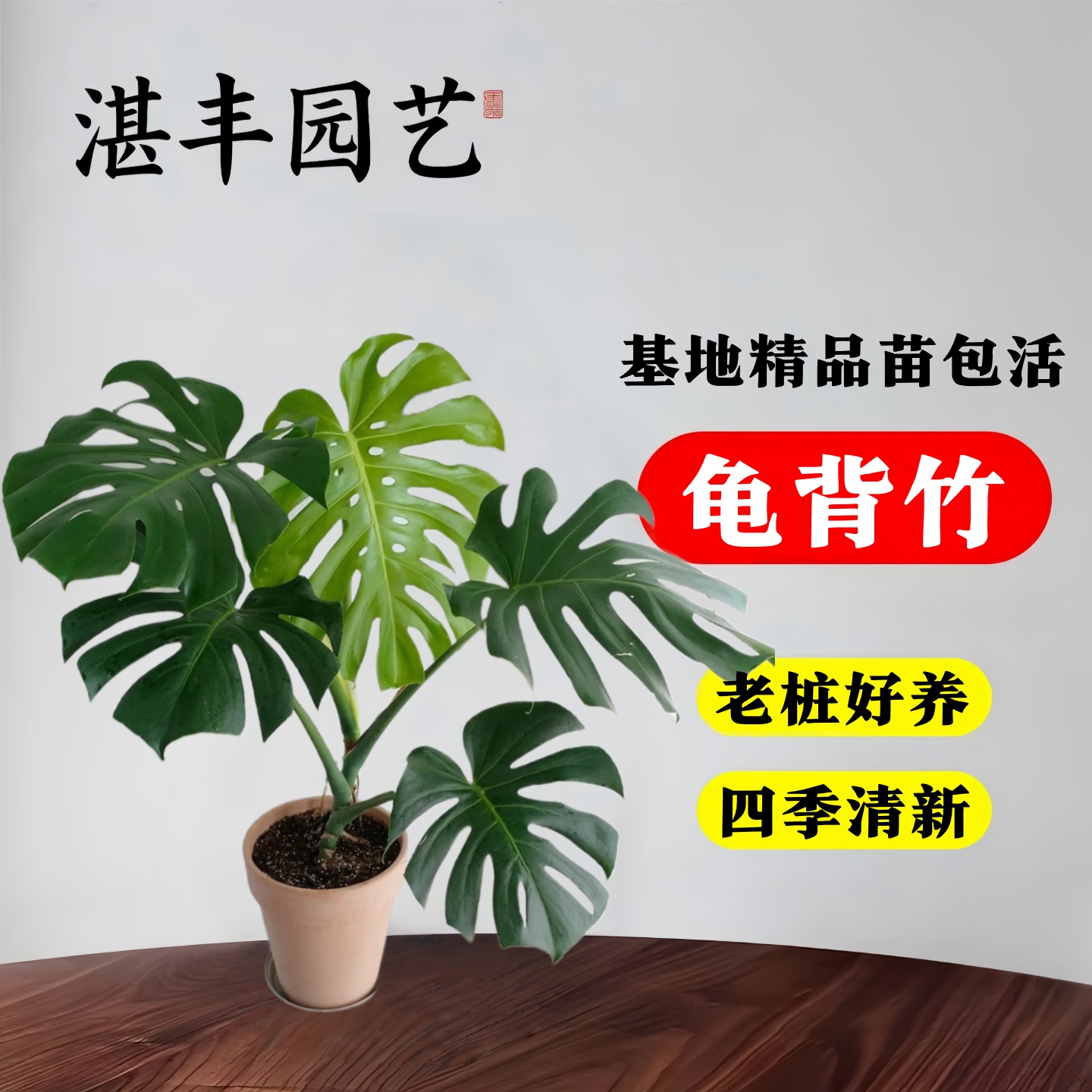 龟背芋客厅大盆栽水培老桩植物室内好养活绿植办公室网红净化空气