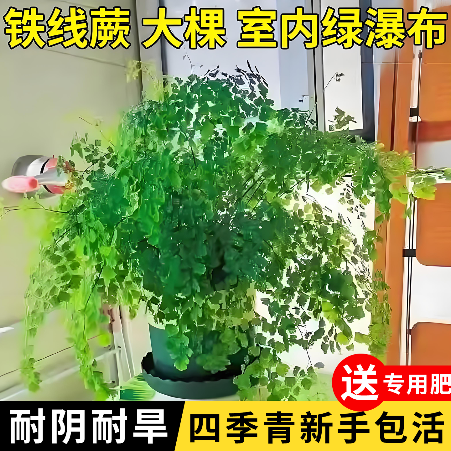 铁线蕨禄植盆栽客厅绿植凤尾蕨铁丝草室内耐寒耐阴小叶蕨类植物