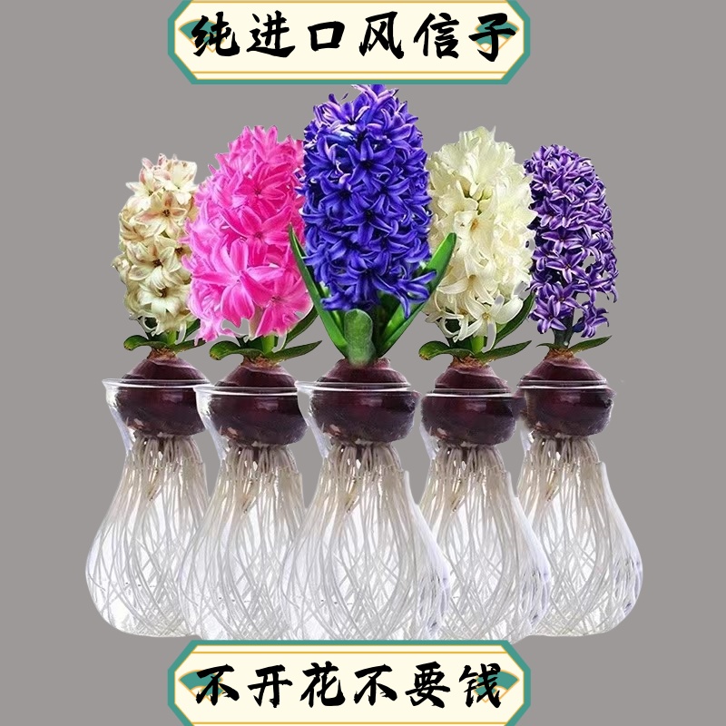 风信子种球水培盆栽花卉植物室内水养好养易活花种子球根耐寒阳台