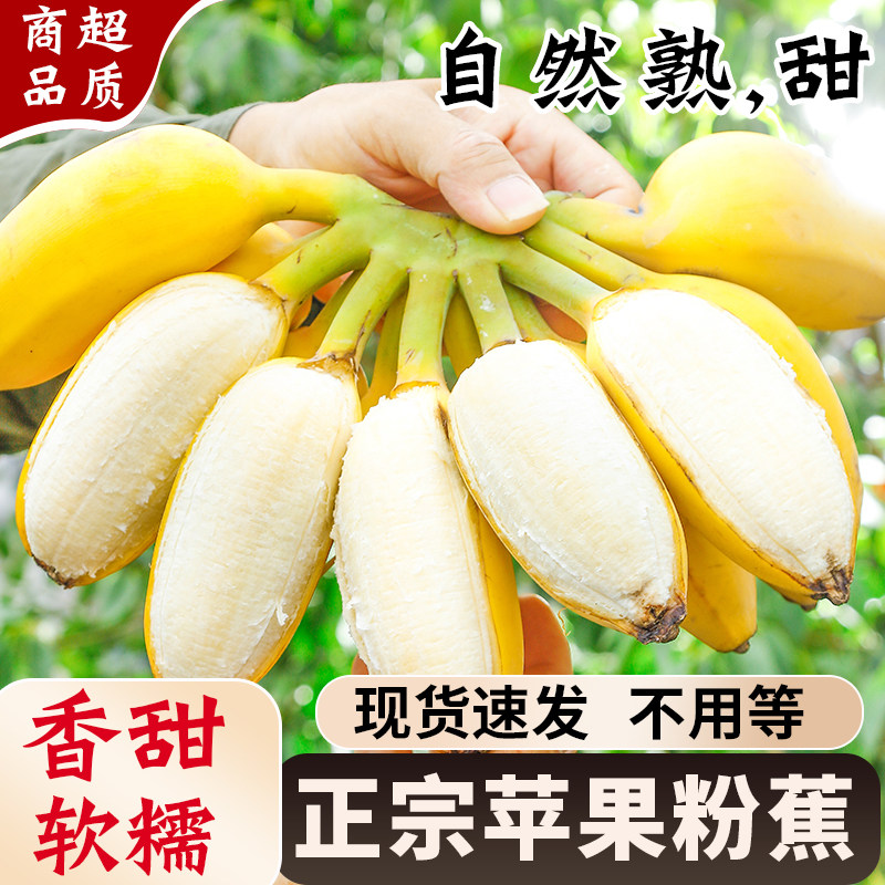 苹果蕉正宗香蕉芭蕉当季整箱自然熟小米蕉新鲜水果芭蕉包邮粉蕉