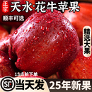 包邮 甘肃天水花牛苹果新鲜水果当季 正宗平果红蛇粉面丑果孕妇整箱