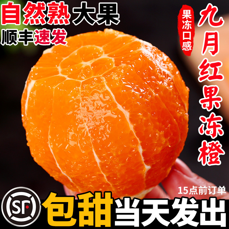 正宗九月红果冻橙子湖北秭归脐橙新鲜水果当季整箱孕妇手剥甜柑橘