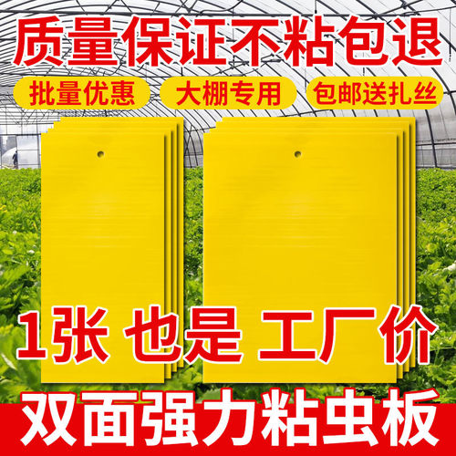 【升级款】黄板双面粘虫板蓟马纸贴黄蓝飞虫小黑飞果园沾果蝇诱捕