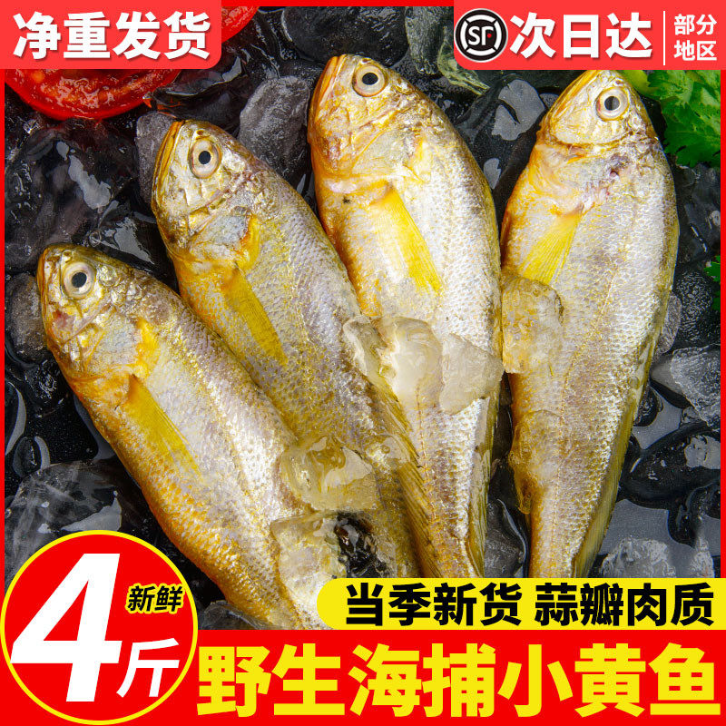 舟山小黄鱼新鲜冷冻鲜活海鲜水产海捕小黄花鱼深海黄鱼整箱商用