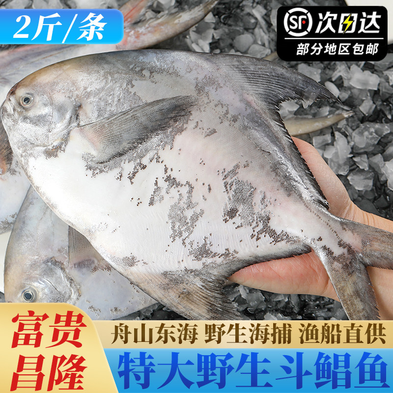 单条2斤特大斗鲳鱼新鲜冷冻海捕银鲳鱼白鲳鱼舟山宁波海鲜水产