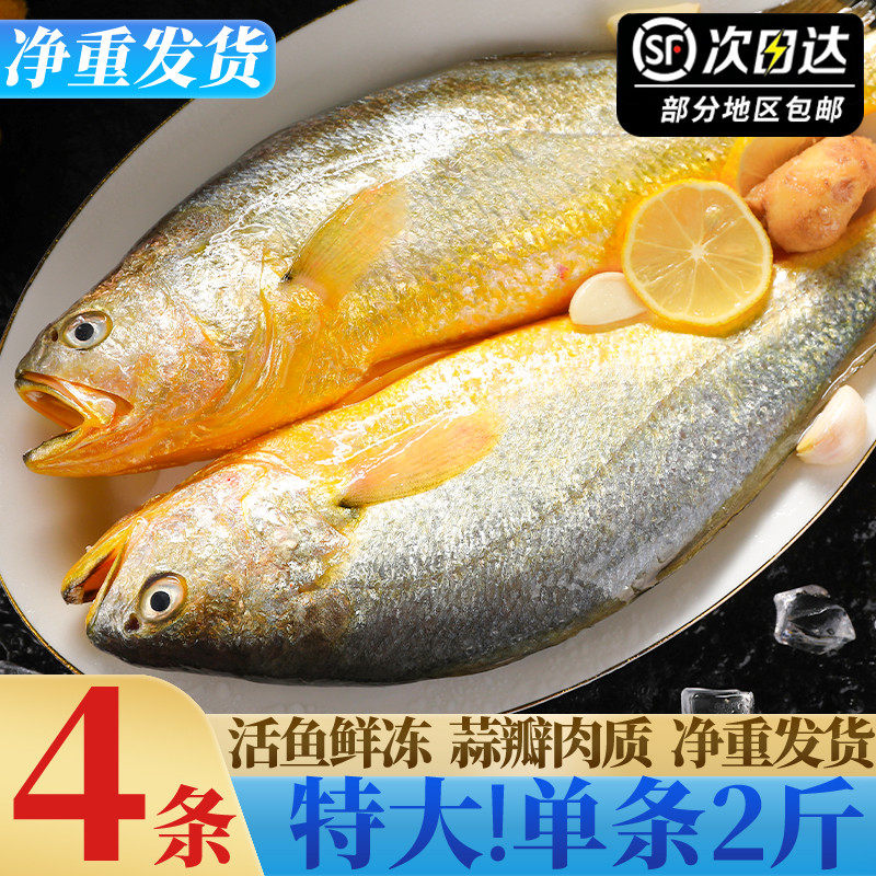 黄花鱼新鲜冷冻大黄鱼生鲜鲜活小黄鱼非黄鱼鲞特大宁德整箱商用