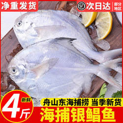 银鲳鱼新鲜冷冻舟山鲳鱼鲜活海鲜水产白鲳鱼鲳鳊鱼深海大鲳鱼冰冻